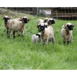 50m VOSS.farming Eurozaun-Kombinetz, 106cm, 2 Spitzen 11 50m VOSS.farming Eurozaun-Kombinetz, 106cm, 2 Spitzen -Optimal Ranchzaun Geschäft 27193 4 1