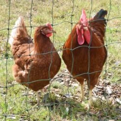 VOSS.farming FarmNET 25m Hütenetz, 135cm, 9 Pfähle, 2 Spitzen, Grün, Ohne Strom 21 VOSS.farming FarmNET 25m Hütenetz, 135cm, 9 Pfähle, 2 Spitzen, Grün, Ohne Strom -Optimal Ranchzaun Geschäft 27775 voss farming sicheres gefluegelnetz 135cm zum huehner hueten 1