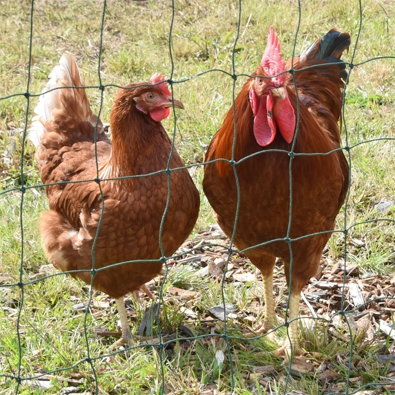 VOSS.farming FarmNET 25m Hütenetz, 135cm, 9 Pfähle, 2 Spitzen, Grün, Ohne Strom 6 VOSS.farming FarmNET 25m Hütenetz, 135cm, 9 Pfähle, 2 Spitzen, Grün, Ohne Strom – Bild 4