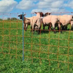 AKO OviNet Premium 50m Schafnetz, Schafzaun, 108cm, 14 Verstärkte Pfähle, 2 Spitzen, Orange 25 AKO OviNet Premium 50m Schafnetz, Schafzaun, 108cm, 14 Verstärkte Pfähle, 2 Spitzen, Orange -Optimal Ranchzaun Geschäft 29112 11 ovinet ideal fuer die schafhaltung und fuer laemmeraufzucht