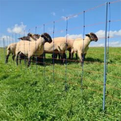 AKO TitanNet Premium 50m Schafnetz, 108cm, 14 Verst. Pfähle, 2 Spitzen, Starre Streben, Blau-orange 25 AKO TitanNet Premium 50m Schafnetz, 108cm, 14 Verst. Pfähle, 2 Spitzen, Starre Streben, Blau-orange -Optimal Ranchzaun Geschäft 29117 11 verstaerkte stromfuehrende oberlitze fuer verbesserte leitfaehigkeit