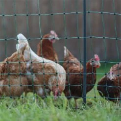AKO PoultryNet Premium 50m Hühnerzaun, Geflügelnetz, 106cm, 15 Verstärkte Pfähle, 2 Spitzen, Grün -Optimal Ranchzaun Geschäft 29574 13 sehr gute huetesicherheit premium pfaehle huehnerzaun gefluegelnetz