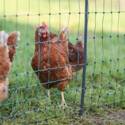 AKO PoultryNet Premium 50m Hühnerzaun, Geflügelnetz, 122cm, 15 Verstärkte Pfähle, 2 Spitzen, Grün 33 AKO PoultryNet Premium 50m Hühnerzaun, Geflügelnetz, 122cm, 15 Verstärkte Pfähle, 2 Spitzen, Grün -Optimal Ranchzaun Geschäft 29672 16 individuell versetzbare pfaehle fuer noch mehr flexibilitaet