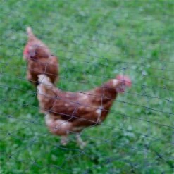 Geflügel-Schutznetz, Teich-Netz, Volieren Netz, Greifvogelschutz-Netz, 5x5m, Verstärkter Rand 33 Geflügel-Schutznetz, Teich-Netz, Volieren Netz, Greifvogelschutz-Netz, 5x5m, Verstärkter Rand -Optimal Ranchzaun Geschäft 31508 17 5x5m netz 3