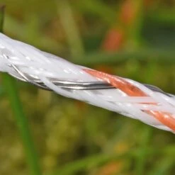 VOSS.farming Weidezaun-Litze BRAID-X 400m, 2 X 0,20 Niro + 1 X 0,25 Kupfer, Weiß/orange -Optimal Ranchzaun Geschäft 42475 VOSS.farming Profiline Weidezaunlitze Aussenanliegende Draehte BraidX