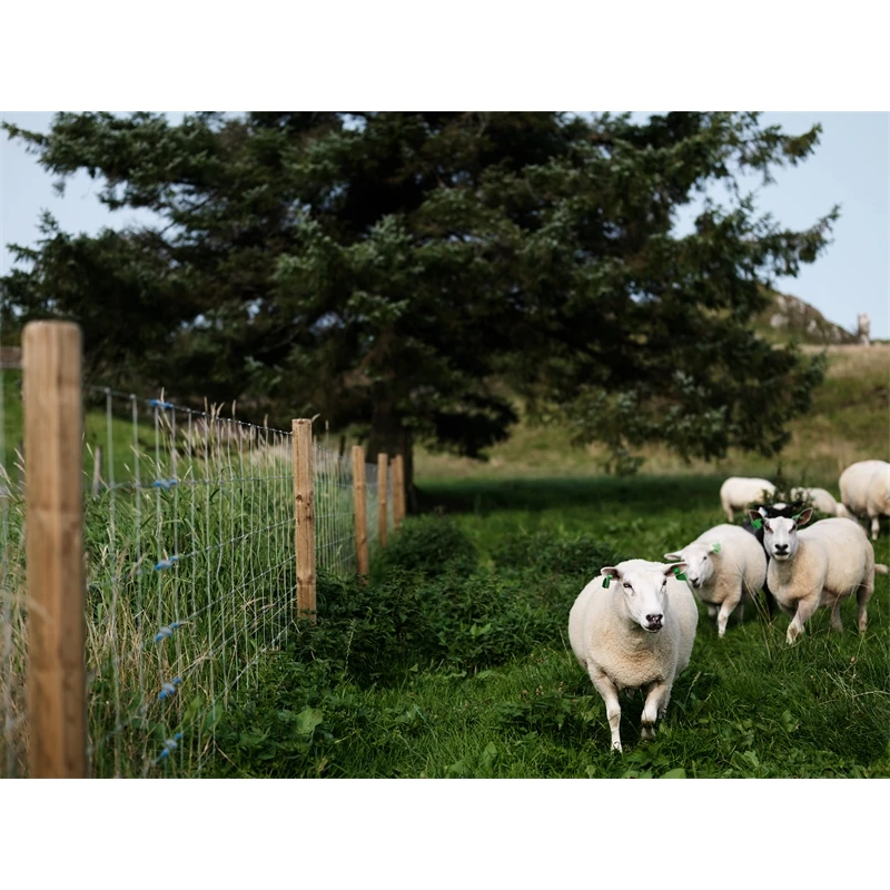 10x Octo-Wood Festzaunpfahl 200cm X 60mm 7 10x Octo-Wood Festzaunpfahl 200cm X 60mm – Bild 5