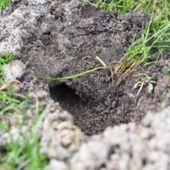 3x Wühlmausfalle VoleStop, Wühlmäuse Bekämpfen Einfach Und Sicher 19 3x Wühlmausfalle VoleStop, Wühlmäuse Bekämpfen Einfach Und Sicher -Optimal Ranchzaun Geschäft 45225 Wuehlmausgang freigegraben freigelegt