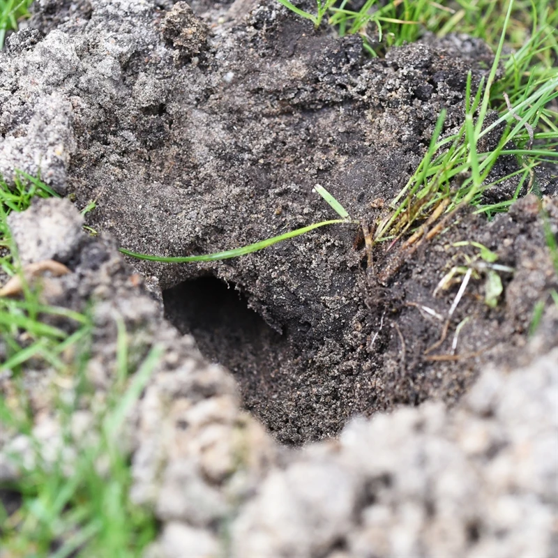 3x Wühlmausfalle VoleStop, Wühlmäuse Bekämpfen Einfach Und Sicher 8 3x Wühlmausfalle VoleStop, Wühlmäuse Bekämpfen Einfach Und Sicher – Bild 6