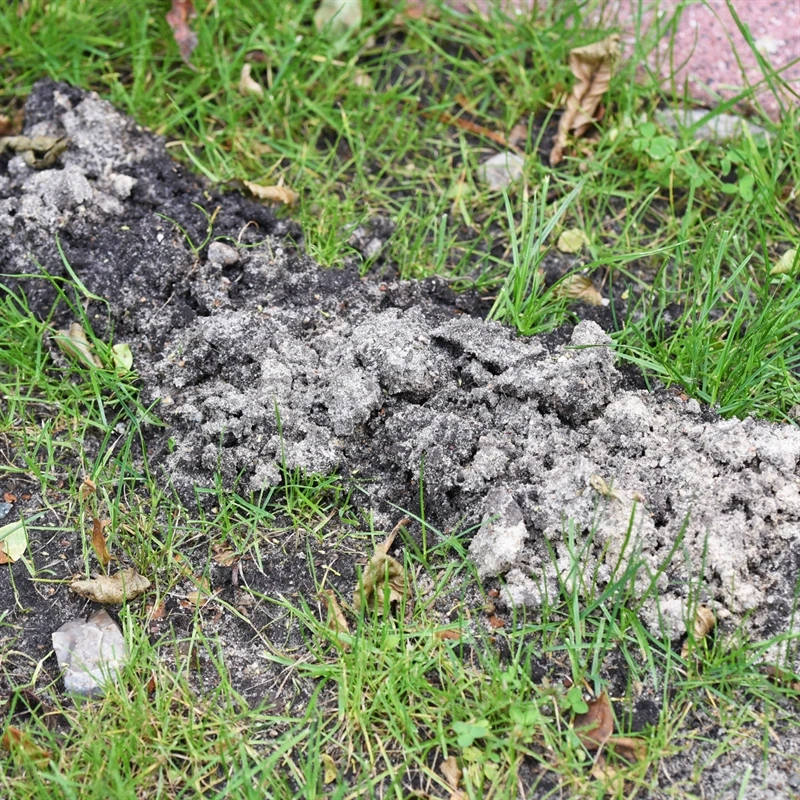 3x Wühlmausfalle VoleStop, Wühlmäuse Bekämpfen Einfach Und Sicher 6 3x Wühlmausfalle VoleStop, Wühlmäuse Bekämpfen Einfach Und Sicher – Bild 4