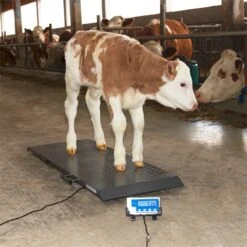 Tierwaage PS 1000, Bodenwaage Bis 500kg -Optimal Ranchzaun Geschäft 521300 tierwaage ps 1000 6