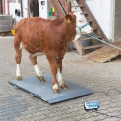Tierwaage PS 2000, Bodenwaage Bis 1000kg -Optimal Ranchzaun Geschäft 521301 tierwaage ps 2000 4