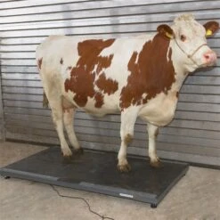 Tierwaage PS 3000, Bodenwaage Bis 1500kg 7 Tierwaage PS 3000, Bodenwaage Bis 1500kg -Optimal Ranchzaun Geschäft 521302 tierwaage ps 3000 2