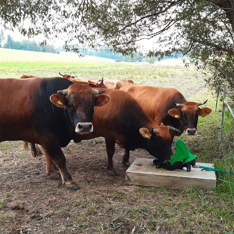 KERBL Weidepumpe Mit Seitlicher Trinkschale, Doppelhub Und 1 Zoll Anschluss, Viehtränke 4 KERBL Weidepumpe Mit Seitlicher Trinkschale, Doppelhub Und 1 Zoll Anschluss, Viehtränke – Bild 2