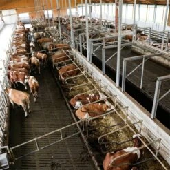 Kerbl IPCam 360° FHD (1080p) Internet-Stall-Kamera Für Stall, Haus & Hof -Optimal Ranchzaun Geschäft 530436 kerbl ipcam stallkamera rinderstall ueberwachung