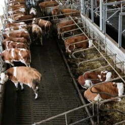 Kerbl IPCam 360° FHD (1080p) Internet-Stall-Kamera Für Stall, Haus & Hof -Optimal Ranchzaun Geschäft 530436 kerbl ipcam stallkamera rinderstallkamera ueberwachung