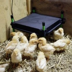 Küken Wärmeplatte "CosyHeat" - Kükenaufzucht, 30x30cm, 25W -Optimal Ranchzaun Geschäft 561730 kueken waermeplatte cosyheat 30x30cm konstante temperatur