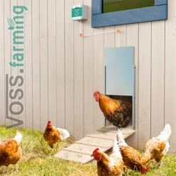 SET VOSS.farming Chicken-Door + Hühnerklappe, Alu 220 X 330mm + Solar-Akku 33 SET VOSS.farming Chicken-Door + Hühnerklappe, Alu 220 X 330mm + Solar-Akku -Optimal Ranchzaun Geschäft 561852 voss farming automatische huehnerklappe praxisbild 1