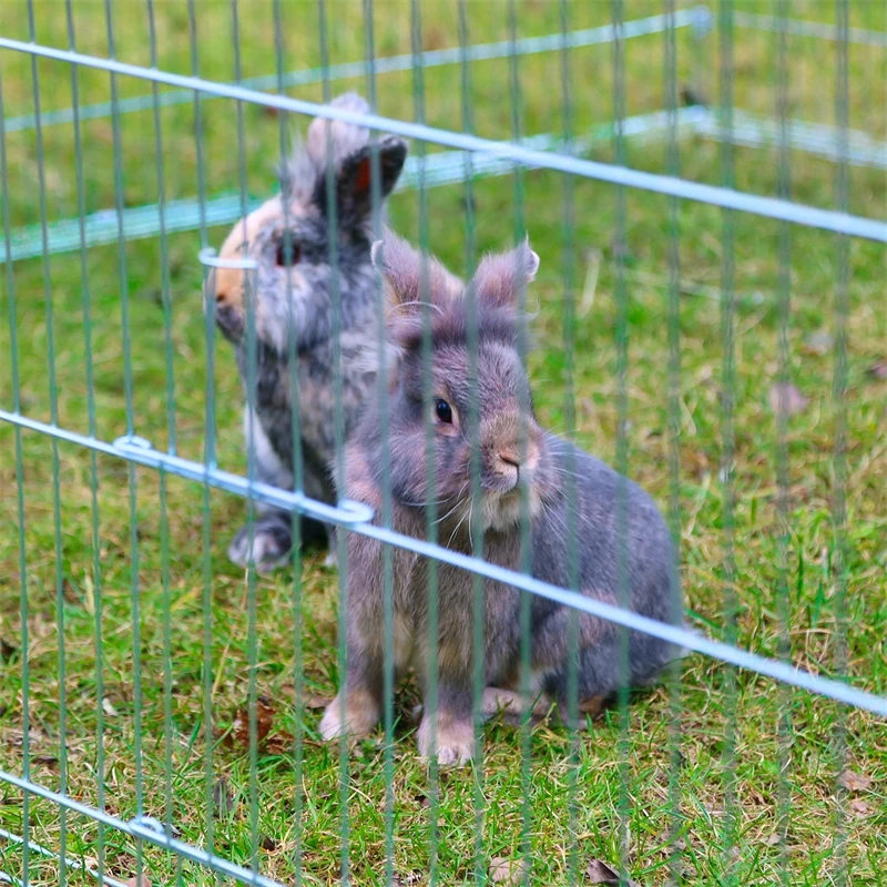 Erweiterungselement Für Freilaufgehege Mit Ausbruchsperre 6 Erweiterungselement Für Freilaufgehege Mit Ausbruchsperre – Bild 4