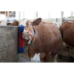 KERBL Halbrunde Kratzbürste 9 KERBL Halbrunde Kratzbürste -Optimal Ranchzaun Geschäft 86170 3 kerbl halbrunde kratzbuerste 5cm lange borsten fuer rinder galloways gute groesse