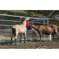 KERBL Halbrunde Kratzbürste 11 KERBL Halbrunde Kratzbürste -Optimal Ranchzaun Geschäft 86170 5 kerbl halbrunde kratzbuerste 5cm lange borsten fuer ziegen schafe