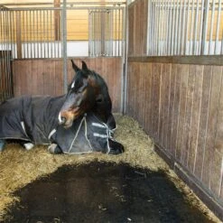 BELMONDO Stallmatte Classic - 100x100cm, Stärke 18mm, Gummimatte, Boxenmatte -Optimal Ranchzaun Geschäft 87202 belmondo stallmatte classic stossdaempfung