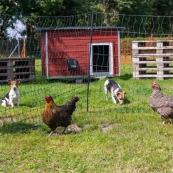 VOSS.farming FarmNET 25m Hühnerzaun, Geflügelnetz, 112cm, 9 Pfähle, 2 Spitzen, Grün, Ohne Strom 26 VOSS.farming FarmNET 25m Hühnerzaun, Geflügelnetz, 112cm, 9 Pfähle, 2 Spitzen, Grün, Ohne Strom -Optimal Ranchzaun Geschäft voss farming gefluegelnetz haustiernetz gruen praxisbild 6