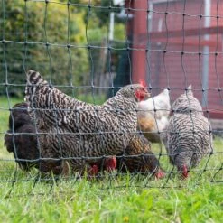 VOSS.farming FarmNET 25m Hühnerzaun, Geflügelnetz, 112cm, 9 Pfähle, 2 Spitzen, Grün, Ohne Strom 25 VOSS.farming FarmNET 25m Hühnerzaun, Geflügelnetz, 112cm, 9 Pfähle, 2 Spitzen, Grün, Ohne Strom -Optimal Ranchzaun Geschäft voss farming gefluegelnetz huehnernetz gruen praxisbild 2