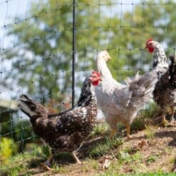 VOSS.farming FarmNET 25m Hühnerzaun, Geflügelnetz, 112cm, 9 Pfähle, 2 Spitzen, Grün -Optimal Ranchzaun Geschäft voss farming huetenetz haustiernetz gruen praxisbild 14